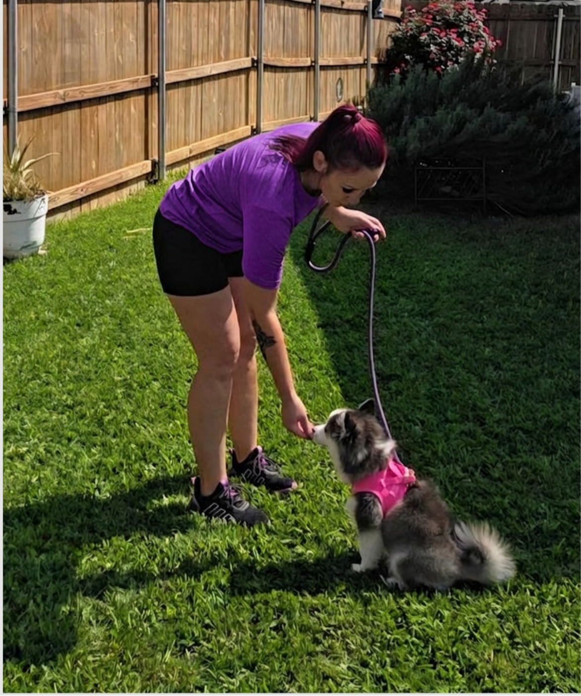 A dog featured on the Behavior Boss website